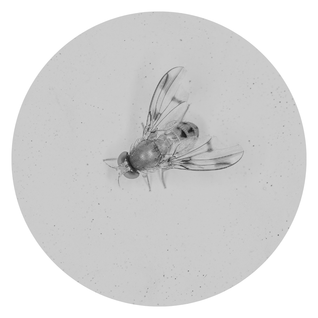 Fruit Fly Memories